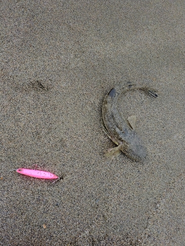 コチの釣果