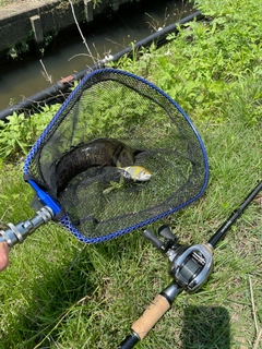 ライギョの釣果