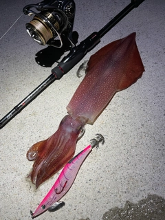ケンサキイカの釣果