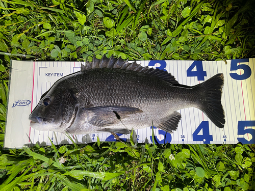 クロダイの釣果