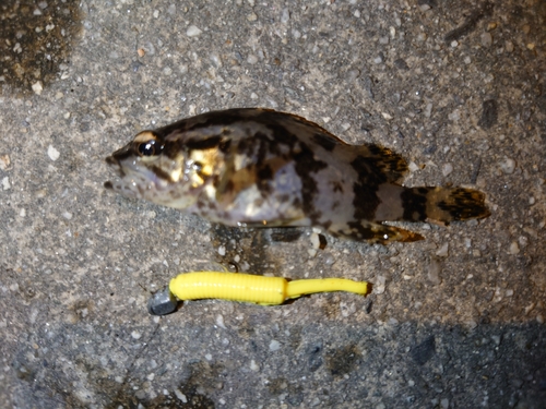 タケノコメバルの釣果