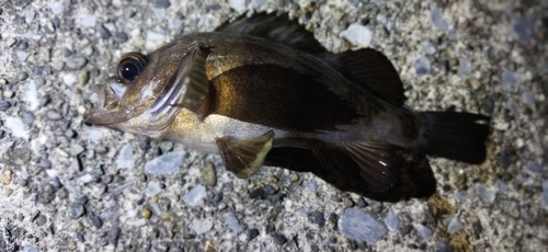 メバルの釣果