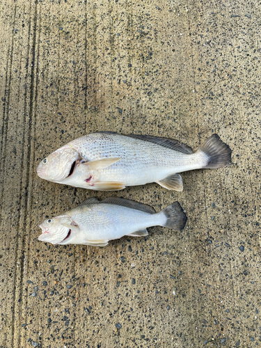 イシモチの釣果