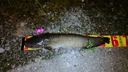 マナマズの釣果