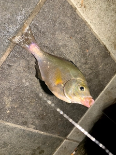 ウミタナゴの釣果