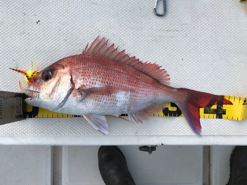 タイの釣果