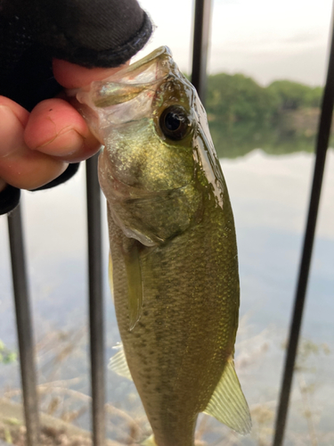 ラージマウスバスの釣果