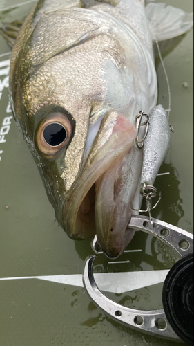 シーバスの釣果