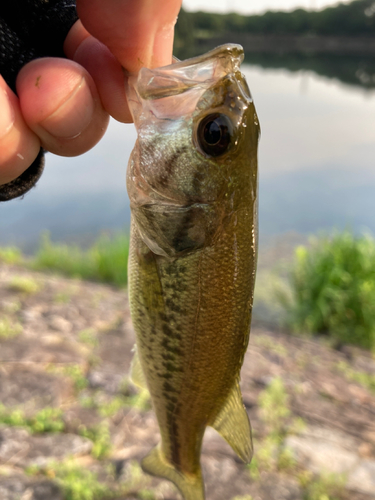 ラージマウスバスの釣果