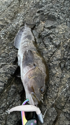 アイナメの釣果