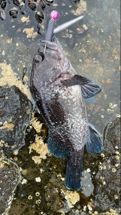 マゾイの釣果