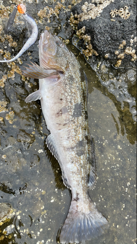 アイナメの釣果