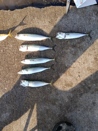 サバの釣果