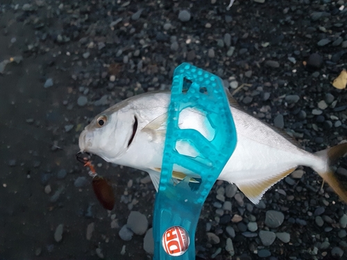 ショゴの釣果