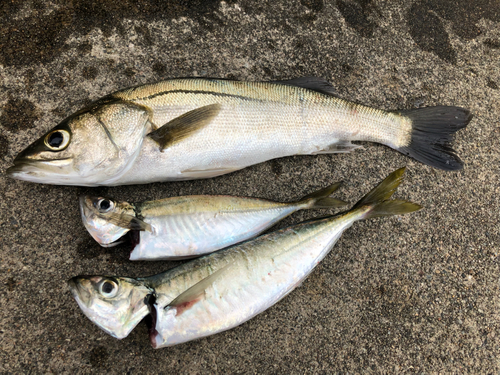 セイゴ（マルスズキ）の釣果