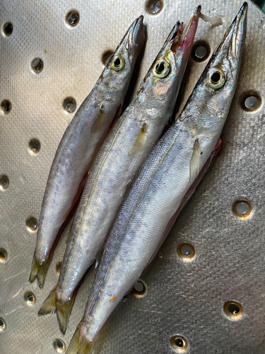 カマスの釣果