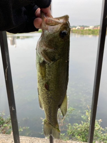 ラージマウスバスの釣果