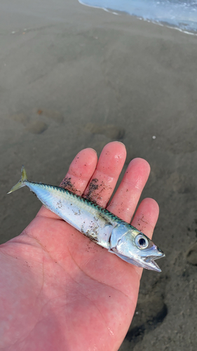 サバの釣果