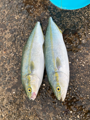 ツバスの釣果