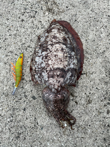 コウイカの釣果