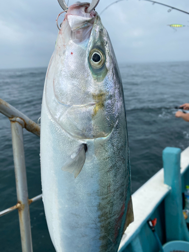 イナダの釣果