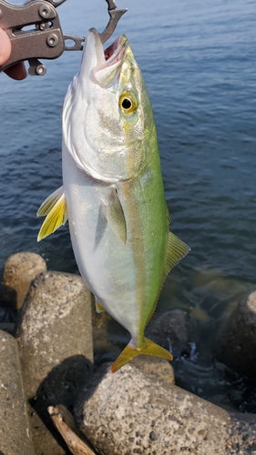 イナダの釣果