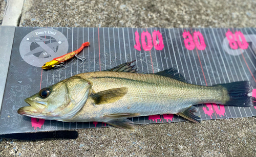 シーバスの釣果