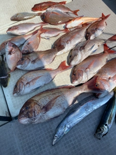 マダイの釣果