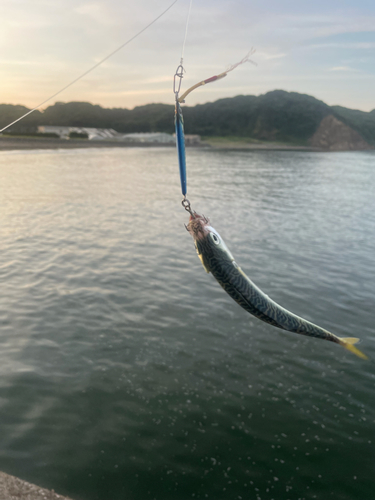 サバの釣果