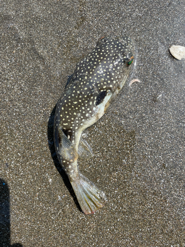 フグの釣果