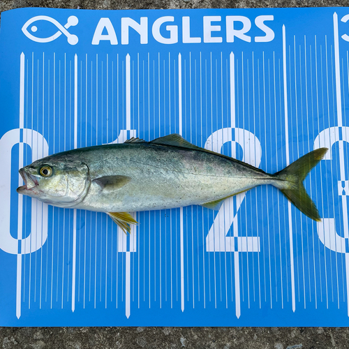 ワカシの釣果