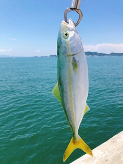 ツバスの釣果