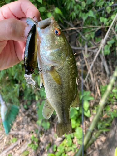 ラージマウスバスの釣果