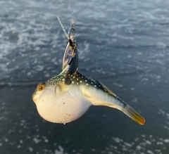 フグの釣果