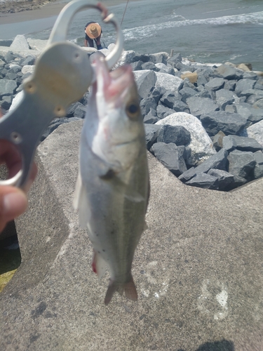 セイゴ（マルスズキ）の釣果