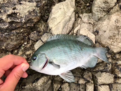 クチブトグレの釣果