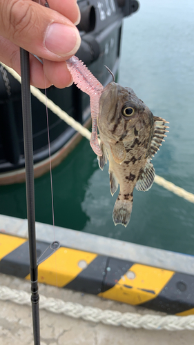 釣果