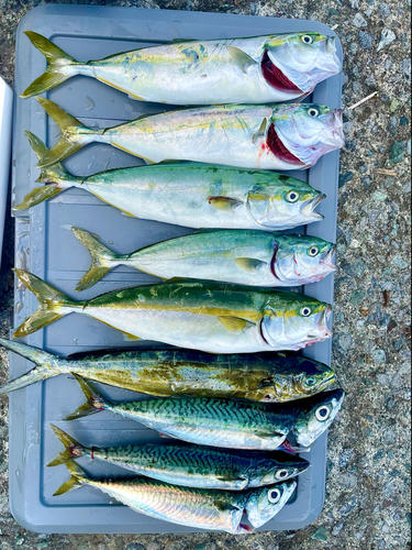 ワカシの釣果