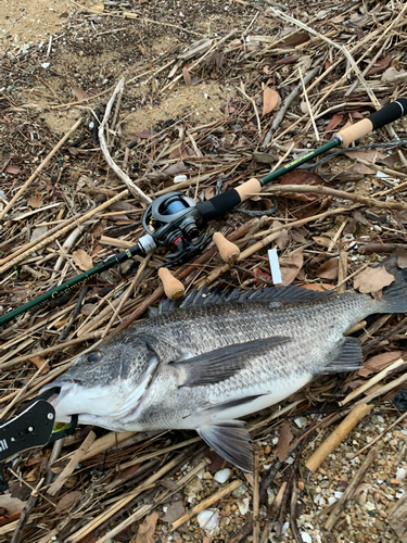 チヌの釣果