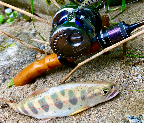 アマゴの釣果