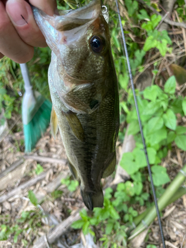 ラージマウスバスの釣果