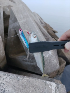 ヤズの釣果