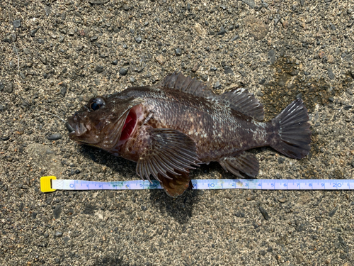 ムラソイの釣果