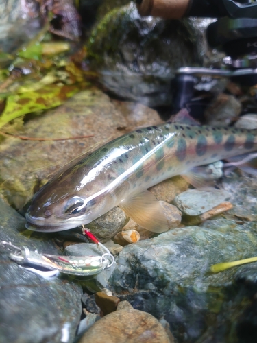 ヤマメの釣果