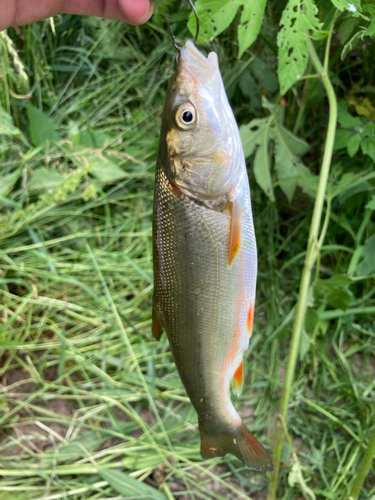 ウグイの釣果