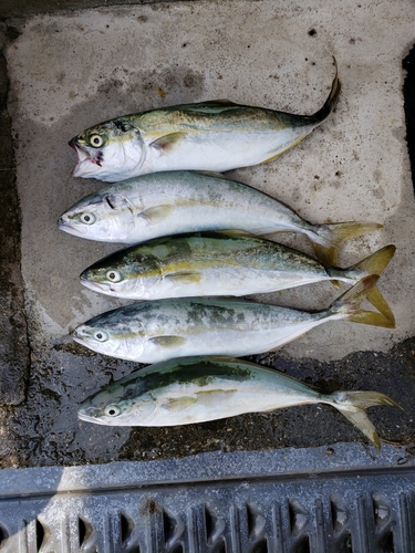 ツバスの釣果