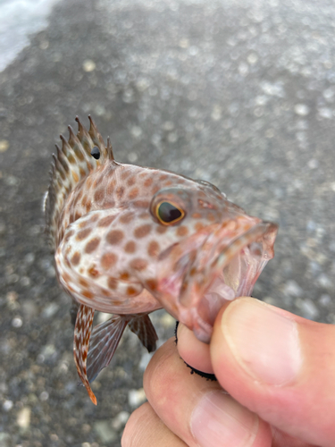 オオモンハタの釣果