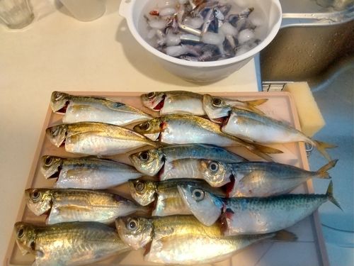 カタクチイワシの釣果