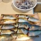 カタクチイワシ