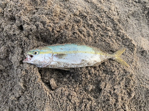 ワカシの釣果